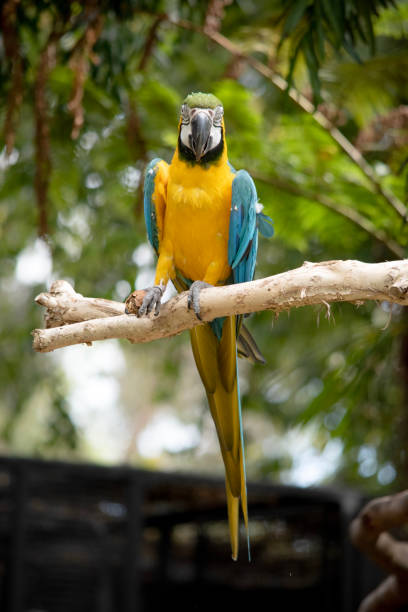 istock the blue and golden macaw  is perched on a tree branch 2154798096