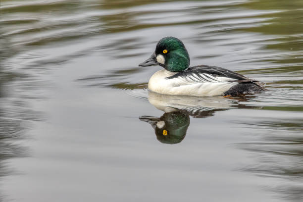 istock Common Goldeneye swimming in open water 2154798220