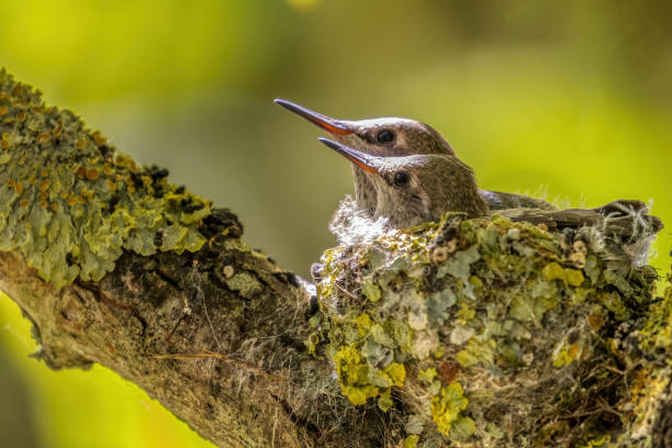 istock Anna's Hummingbird babies waiting mom to feed 2154798222