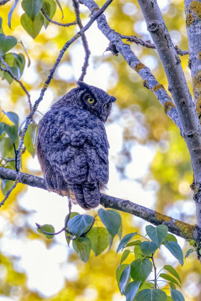 Great Horned Owl, Delta, BC, Canada