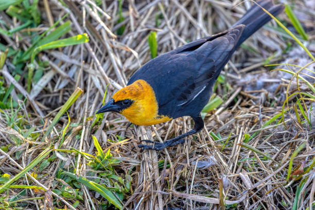 istock yellow headed blackbird, Burnaby, BC, Canada 2154798262