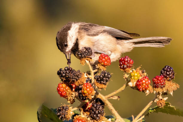 black-capped chickadee eating berries in a bush