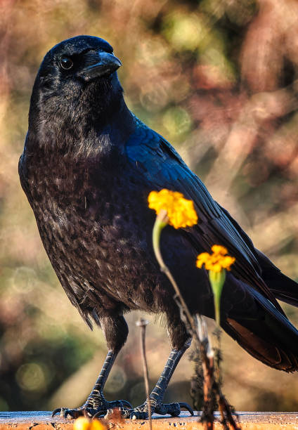 istock A large black bird arrives on the deck 2154798353