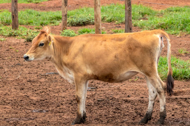 istock Calf and heifer of the Jersey dairy 2154798479