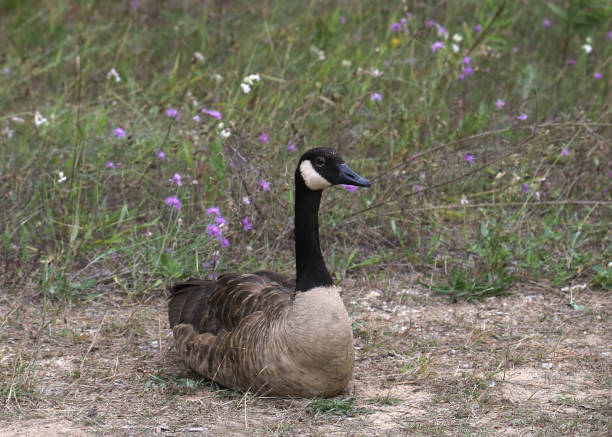 istock Canada Goose (branta canadensis) sitting on the ground 2154800618