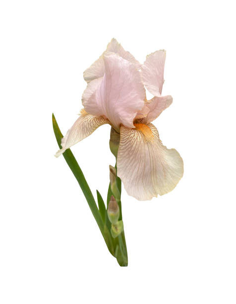 istock Iris germanica tender light pink beige garden flower with bud and stem selective focus close-up, cutout with clipping path object, floral element of design, decor 2154800902