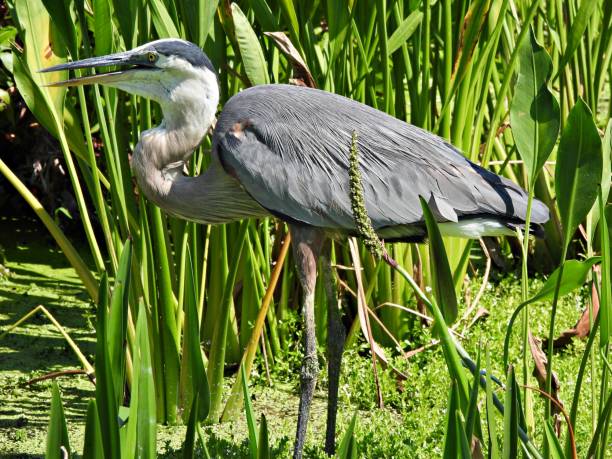 istock Great Blue Heron (Ardea herodias) - in the wetlands 2154801101