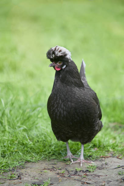 Young white chicken free in garden (also called: Polish chicken, Poland chicken, Dutch Kuifhoen, Nederlandse kuifhoen)