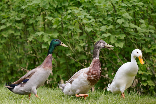 istock Indian runner ducks free in garden 2154801819