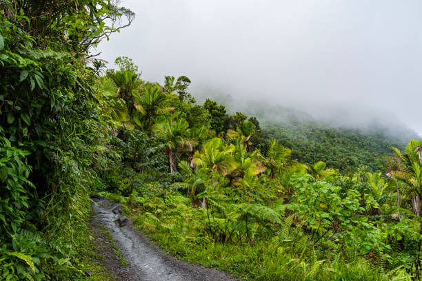Hiker walking on the Vermont Nature Trail in the tropical rainforest on mainland Saint Vincent. Saint Vincent & the Grenadines.