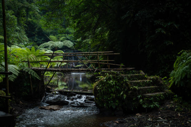 A stunning photo of a bamboo bridge in the heart of a rainforest, featuring a striking contrast. Photo taken from the side.