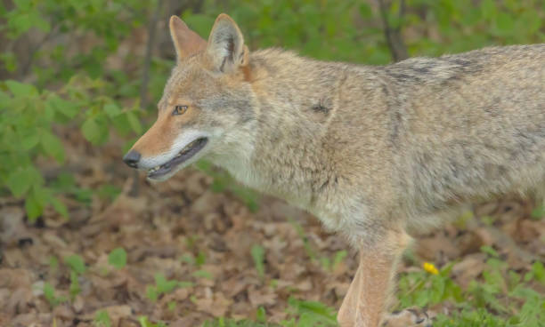 istock Close Up Of A Coyote 2154804434