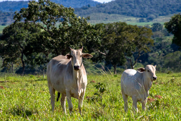 istock Herd of Nelore cattle grazing in a pasture 2154805261