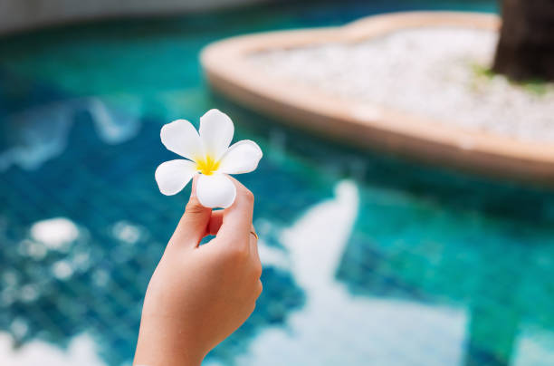 white frangipani flowers in female hands