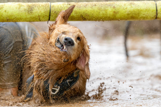 Golden Retriever dog shaking off muddy water after a mud race obstacle