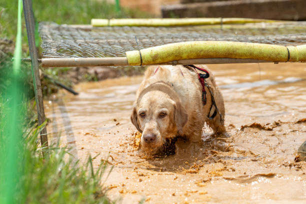 Golden Retriever pet dog friend