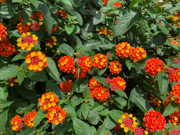 istock Wild flowers in the city 2154808056