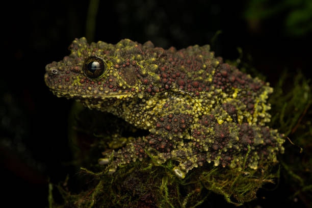istock Camouflaged Beauty: Vietnamese Mossy Frog on a Mossy Log 2154808115