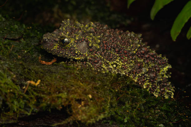 istock Camouflaged Beauty: Vietnamese Mossy Frog on a Mossy Log 2154808116