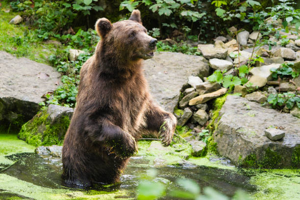 Capture the majestic moment as a European brown bear rises on its hind legs, standing tall amidst a tranquil pond blanketed in duckweed. With strength and grace, the bear commands attention, its towering presence contrasting against the verdant greenery of the pond's surface. Captured with awe-inspiring detail, this photograph offers a rare glimpse into the natural elegance and power of one of Europe's most iconic apex predators, immersed in its serene aquatic habitat.