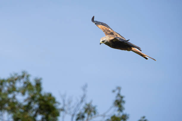 Red Kite with wings out stretched in flight near wooded hillside