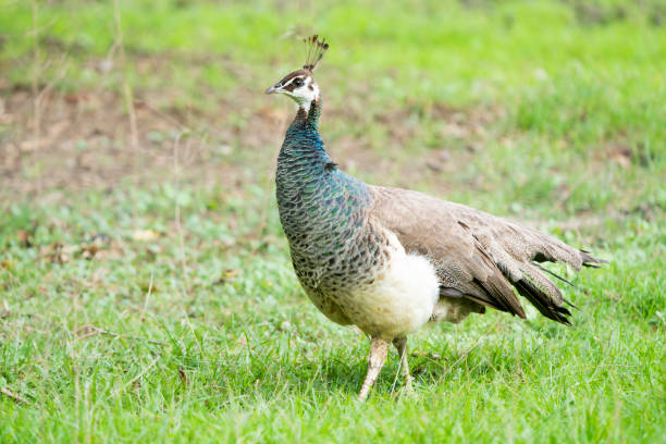 istock Graceful Wanderer: Female Peacock Walking in Grassland 2154808384