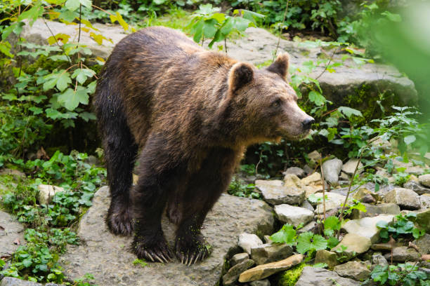 istock Overlooking Serenity: European Brown Bear Standing on Rock Above Small Pond 2154808385