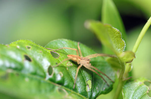 Beige Kishidagumo spider on a blade of grass (Natural+flash light, macro close-up photography)