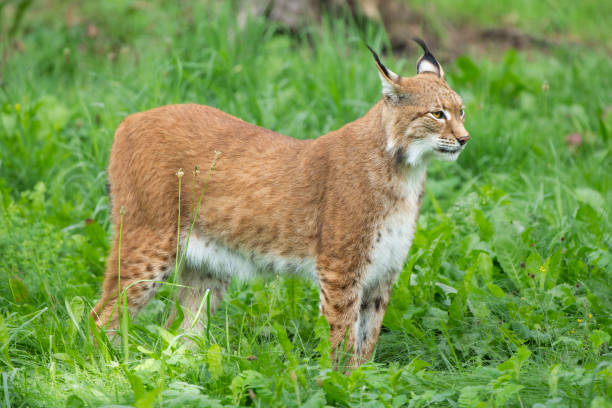 istock Grassland Guardian: European Lynx Blending Into the Grass 2154808423
