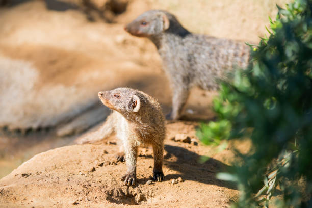 Indian or Asian Grey Mongoose (Urva edwardsii) crossing a red earth paved road