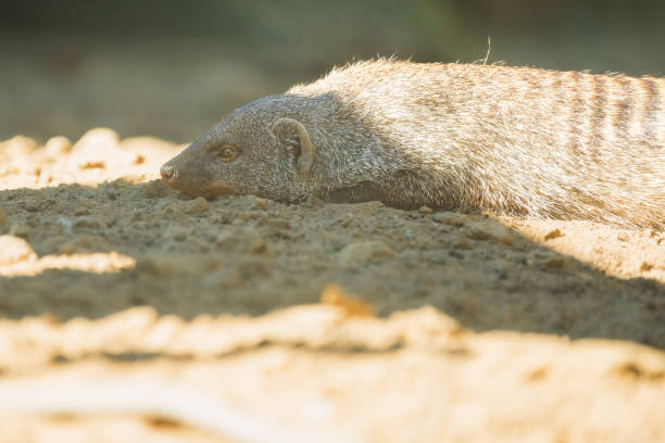 Experience a moment of tranquil repose as an adult zebra mongoose finds respite from the sun in the cool embrace of the shade. With eyes closed and body relaxed, the mongoose exudes an aura of serenity amidst the natural beauty of its habitat. Captured with gentle light and soft hues, this photograph invites you to share in the quiet tranquility of a creature at rest, harmonizing with the rhythms of the wilderness.
