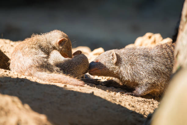 istock Maternal Bond: Baby Zebra Mongoose with Mother 2154808482