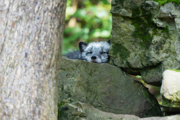 Enter the tranquil world of the Arctic as an Arctic fox peacefully slumbers, its gray summer fur blending harmoniously with the rocky terrain next to a solitary tree. With eyes closed and fur ruffled by the gentle breeze, the fox finds solace in the embrace of nature's sanctuary. Captured with serene beauty and depth, this photograph offers a poignant glimpse into the quietude of Arctic summers, where the landscape becomes a canvas for moments of peaceful repose.