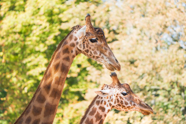 istock Twin Majesty: Close-up of Two Giraffe Heads 2154808679