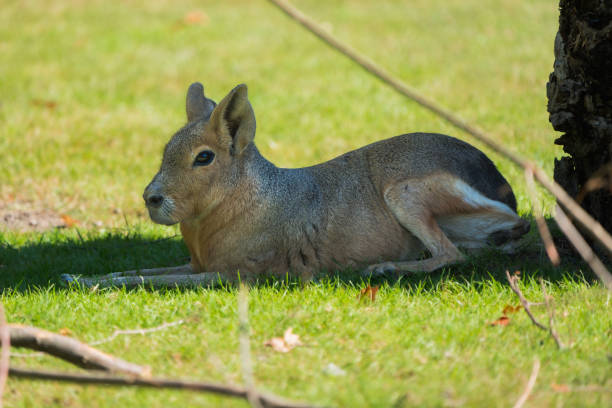 istock Shaded Serenity: Mara Hare Resting in the Shade 2154808688