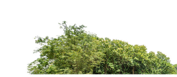 istock Green Trees isolated on white background. are Forest and foliage in summer for both printing and web pages 2154809216