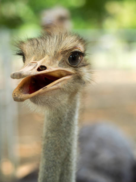 istock Close-up shot of an ostrich's head on a blurred background. 2154809288