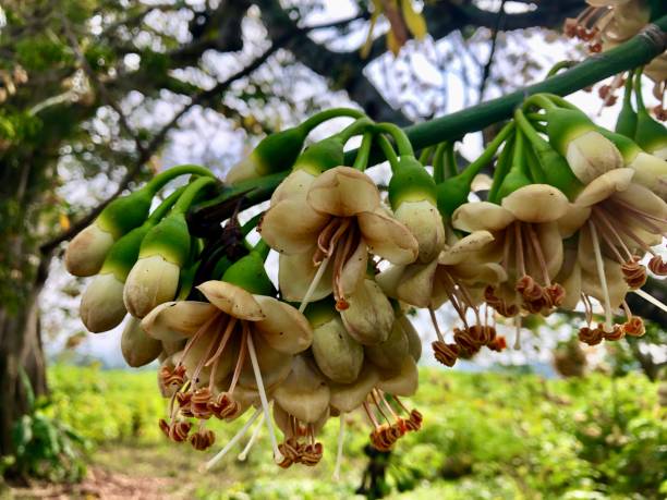 istock Ceiba Pentandra Kapok flowers are blooming 2154809912