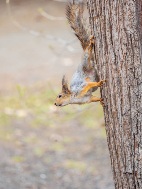 istock Portrait of a squirrel on a tree trunk 2154809937