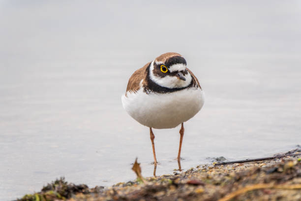 istock Little ringed plover (Charadrius dubius), bird standing on the lake shore 2154811264
