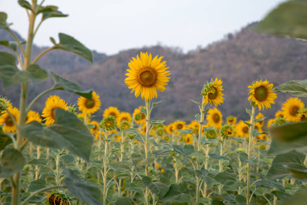 istock Sunflower background orange sunny plant 2154812551
