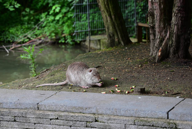 River nutria in natural habitat.Large rodent also known as nutria, swamp beaver or beaver rat. Invasive species.