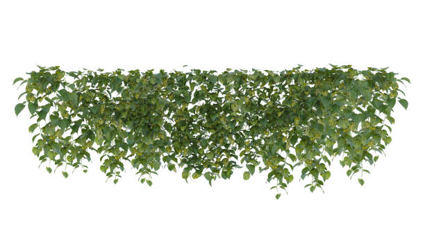 istock Plants bush green leaves Hanging isolated on white background. 2154814934