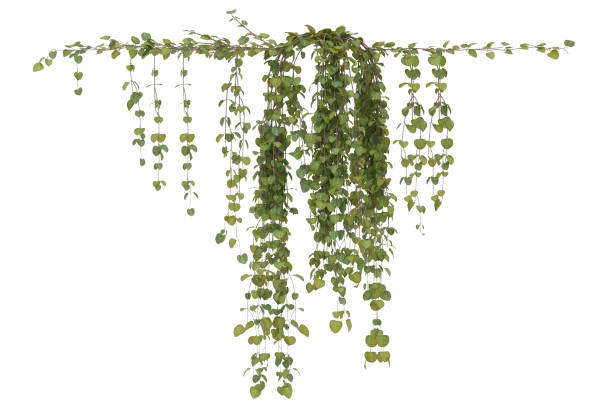 istock Plans bush hanging  on isolated on white background 2154814936