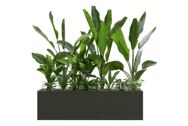 plant in flowerpot isolated on white  background