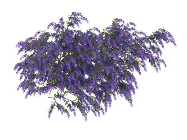 istock Purple flowers of plants 2154814948