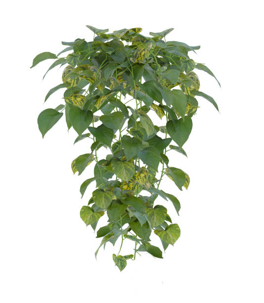 istock Small Plants bush green leaves Hanging on white background. 2154814949