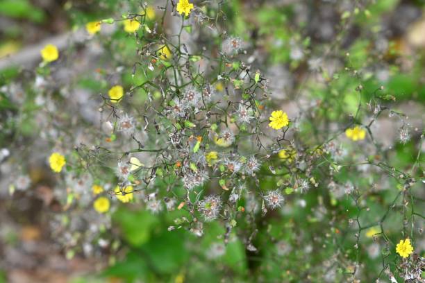 istock Oriental false hawksbeard ( Youngia japonica ) flowers. Asteraceae biennial grass. 2154815520