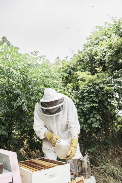 istock Senior Bee Keeper visiting Beehive on the farm 2154815738