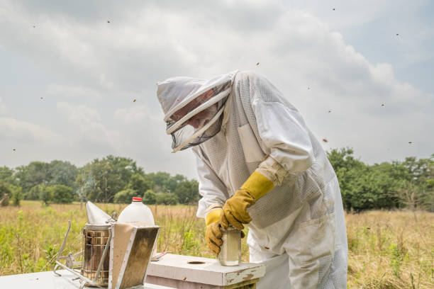 Senior Bee Keeper visiting Beehive on the farm. He is dressed in bee keeper protective suit. Meadow exterior of rural farm in Texas, USA.